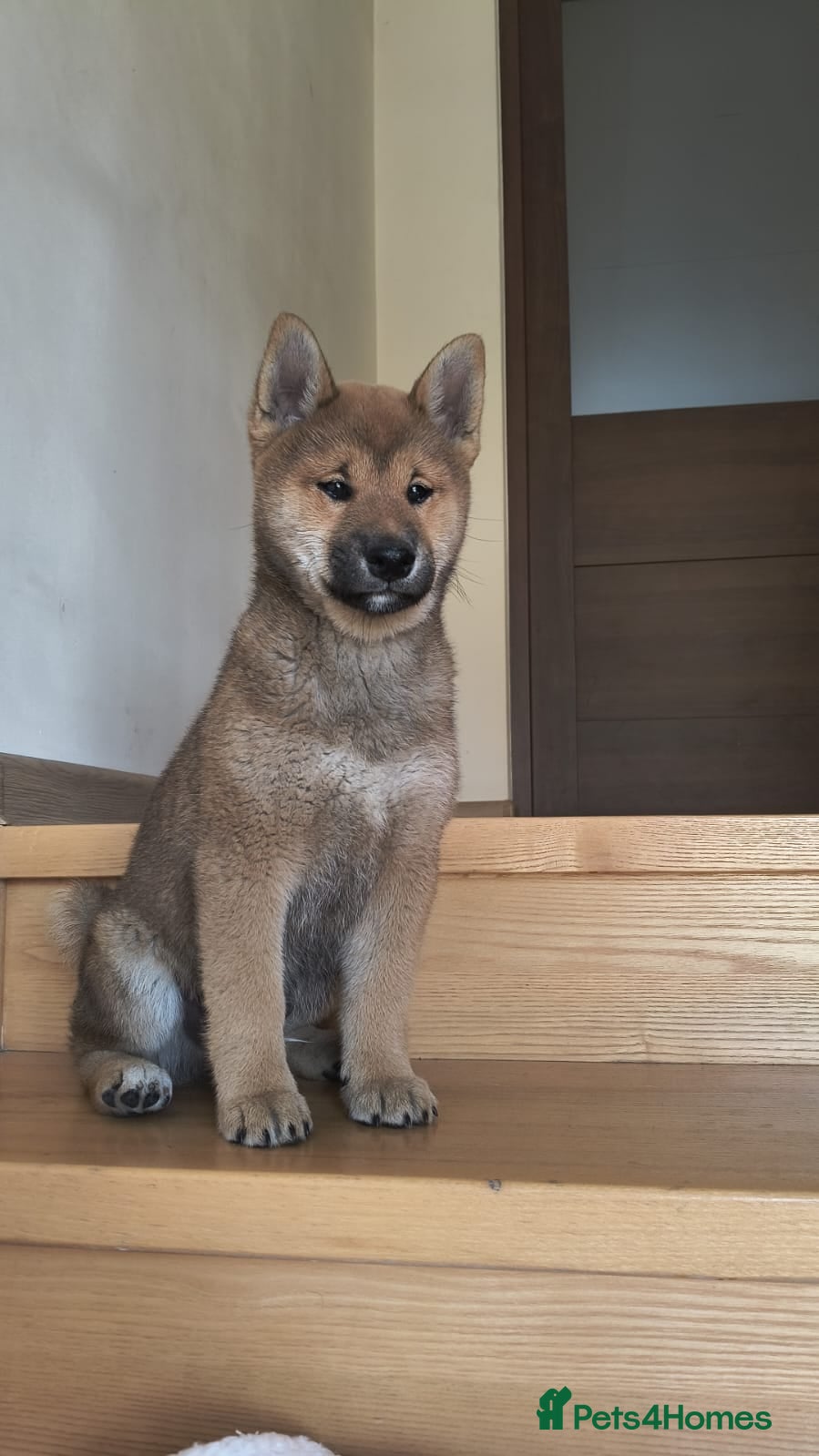 Japanese Shiba Inu dogs Shiba inu - Advert 2