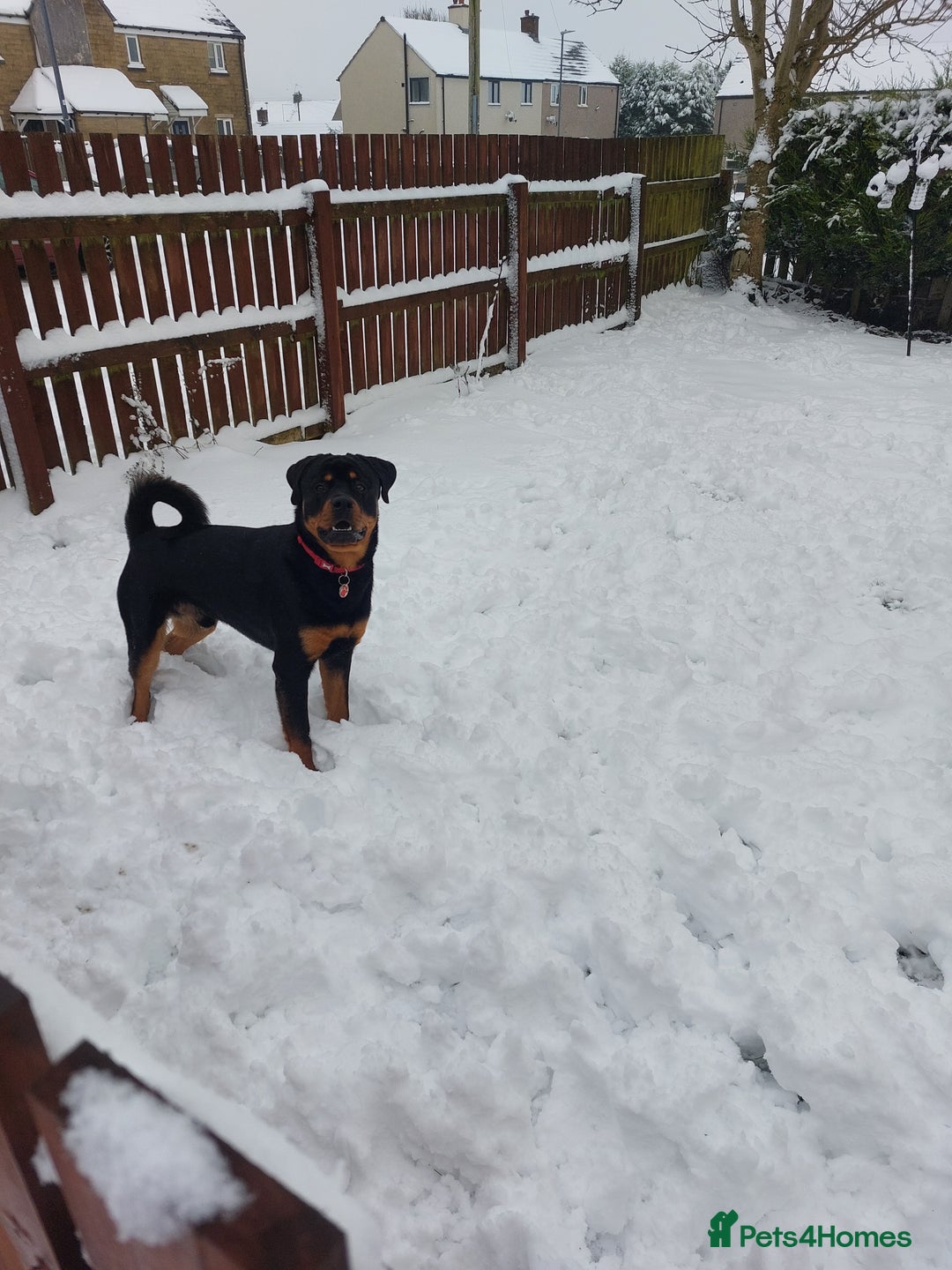 Rottweiler dogs for sale: Bobby the Rottie  - Image 5