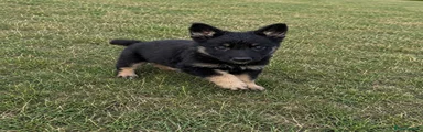German Shepherd 1