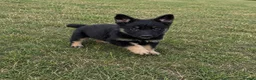 German Shepherd dogs for sale: German shepherd puppies in Waltham Cross - Advert 4