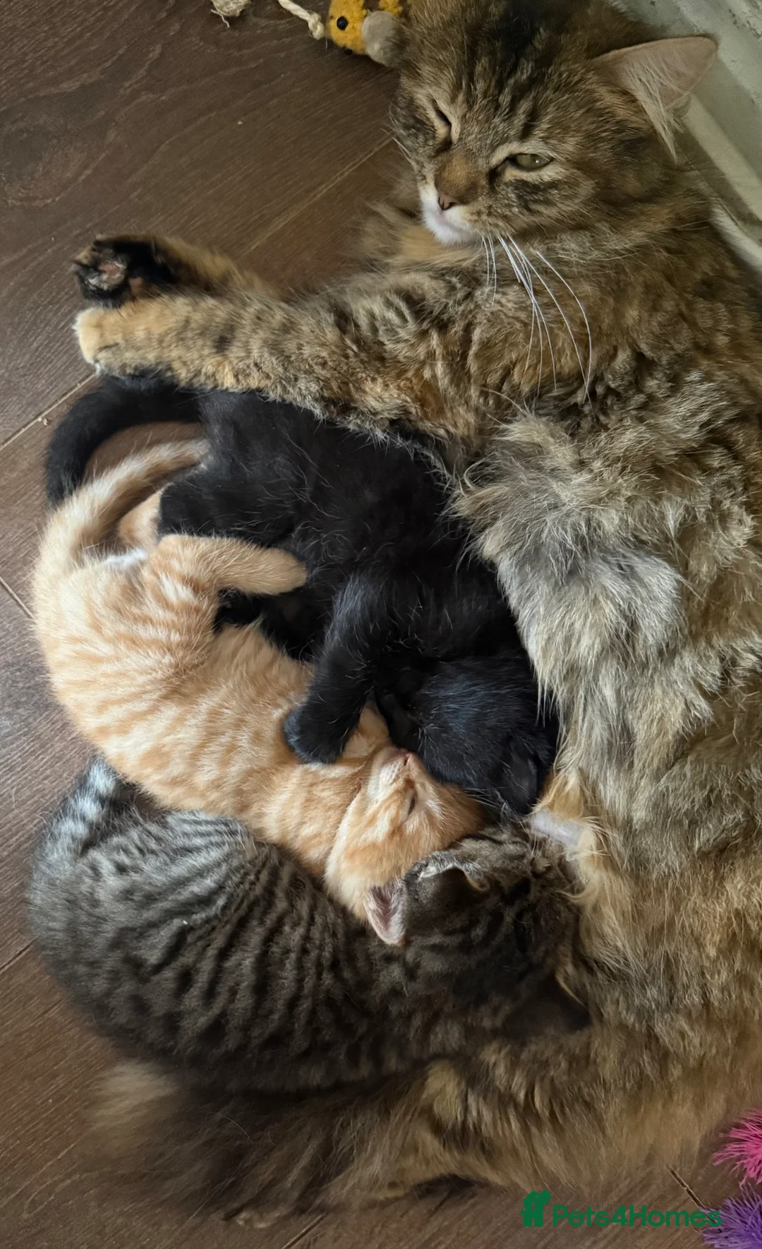 Mixed Breed cats for sale: READY TO LEAVE 3 beautiful cross breed kittens - Advert 9
