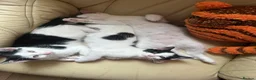Mixed Breed cats for sale: Kittens  - Advert 5