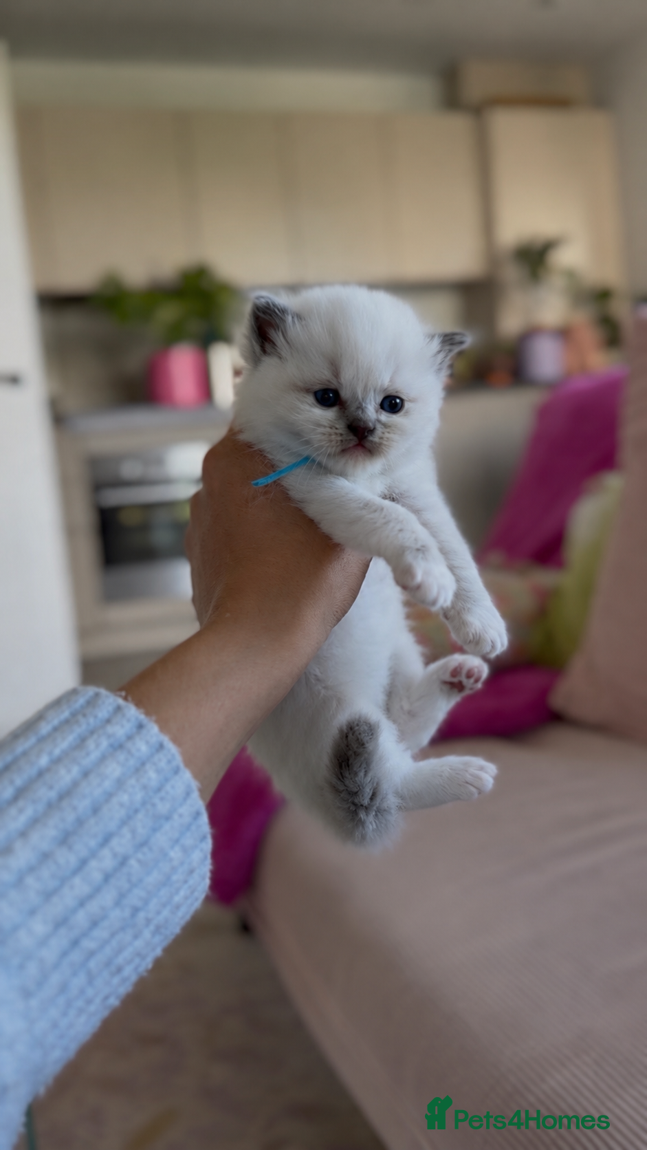 Ragdoll cats Beautiful Pedigree Ragdoll Kittens 💙💗 - Advert 2