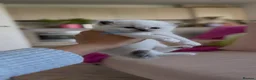Ragdoll cats for sale: Beautiful Pedigree Ragdoll Kittens 💙💗 - Advert 2