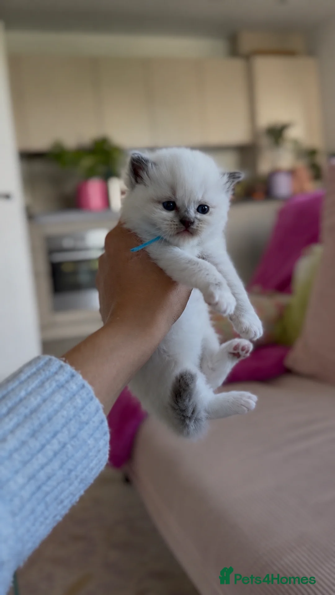Ragdoll cats for sale: Beautiful Pedigree Ragdoll Kittens 💙💗 - Advert 2