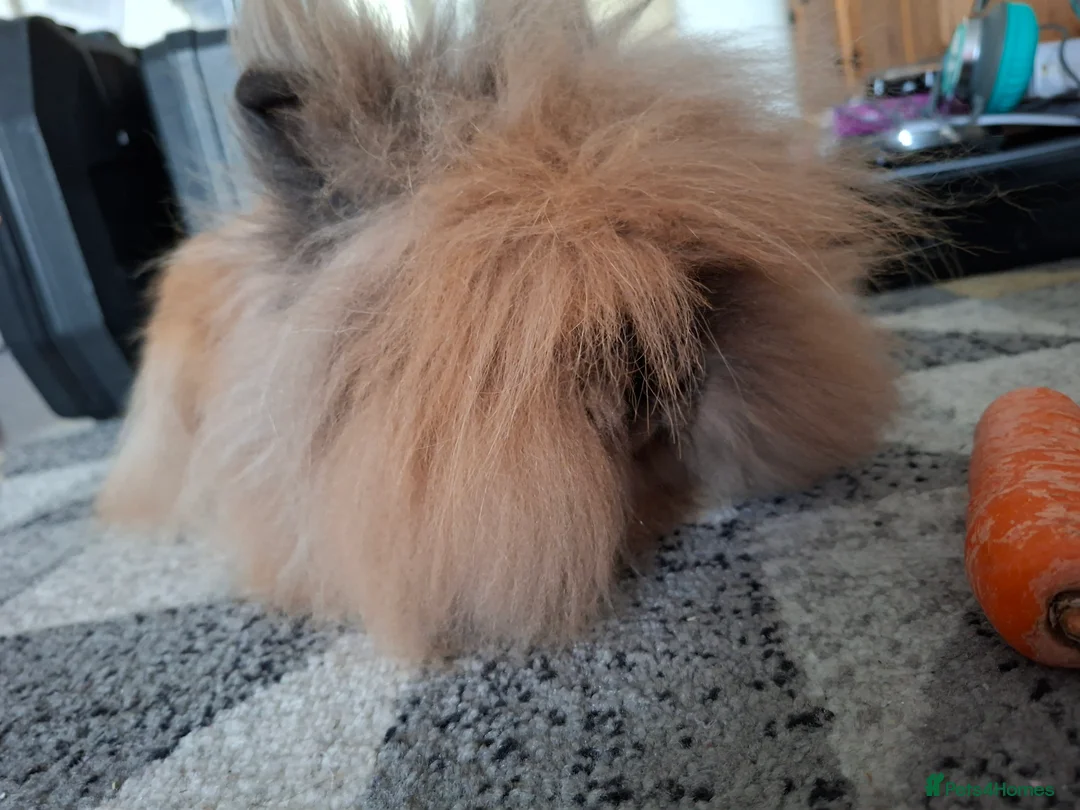 Lionhead rabbits for sale: Pedigree Double Mained Lionhead Un Neutured Male  - Advert 7