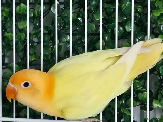 Lovebirds birds for sale: Lovebirds with DNA Certificate - Advert 1