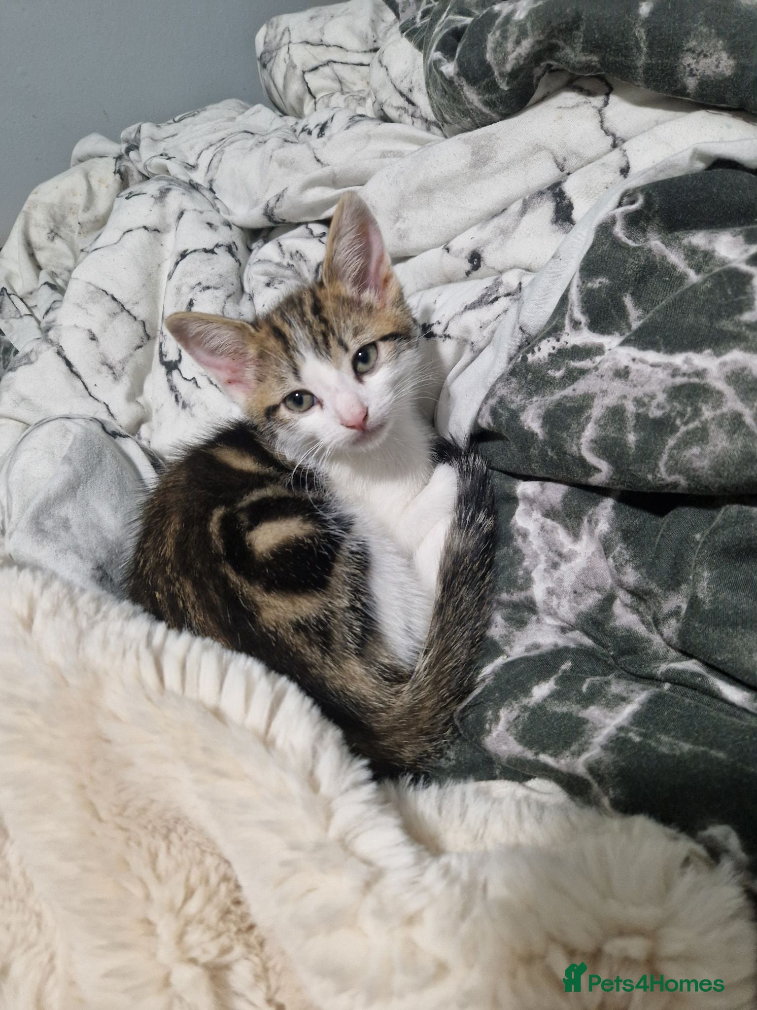 Mixed Breed cats Beautiful kittens ready for their forever homes - Advert 18