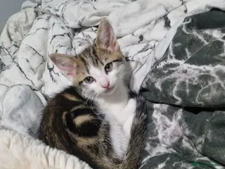 Mixed Breed cats Beautiful kittens ready for their forever homes - Advert 18