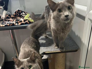 Siamese cats INDOOR Siamese cats for rehoming - Advert 1