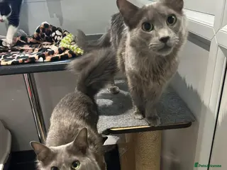 Siamese cats INDOOR Siamese cats for rehoming - Advert 1