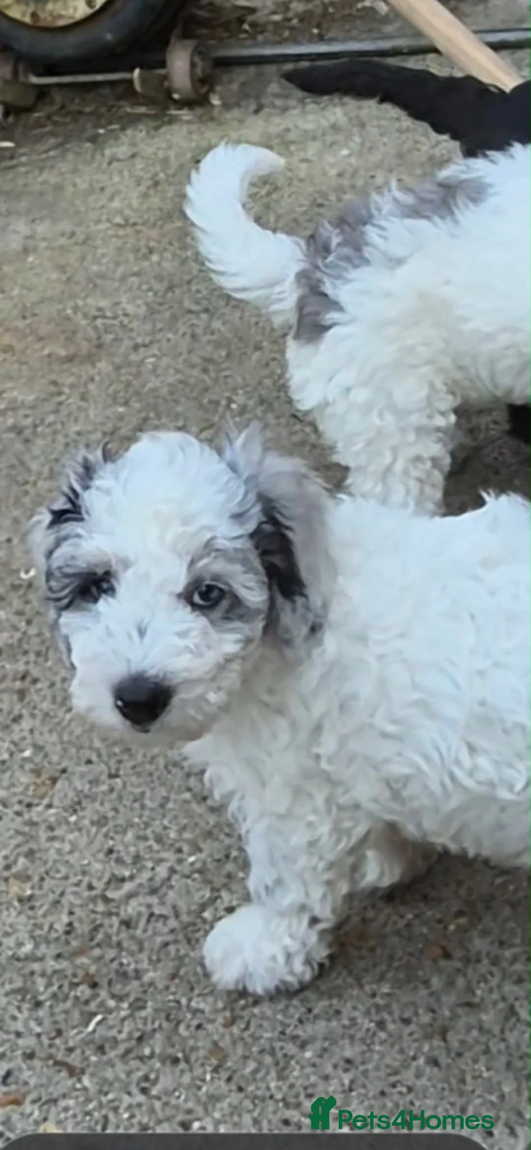 Cockapoo dogs for sale: Last male cockapoo - Advert 1