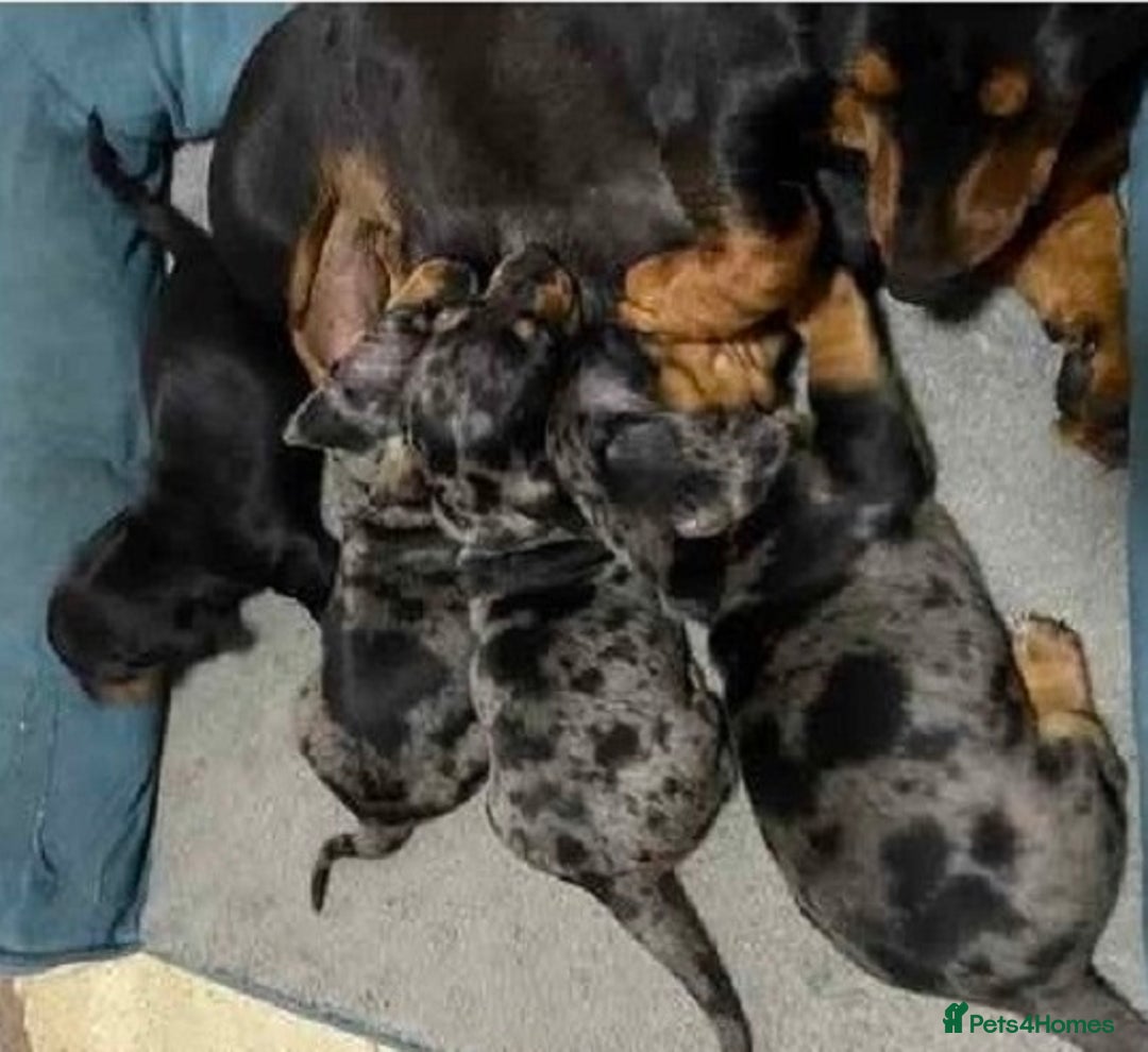 Miniature Dachshund dogs for sale: Pretty silver dapple doxies get urs home - Image 9