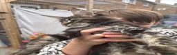 Maine Coon cats for sale: 🐾PUREBRED🐾 Registered Mainecoon Kittens - Advert 14