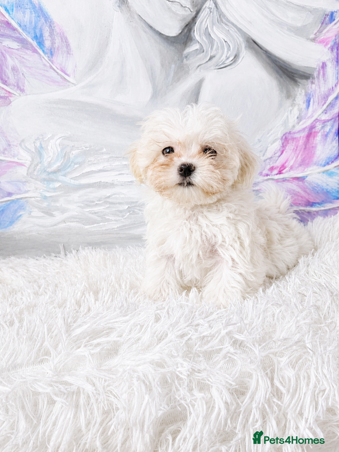 Maltese dogs for sale: Maltease KC ONLY ONE GIRL AND ONE BOY LEFT. - Advert 5
