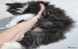 Mixed Breed cats for sale: Adorable Fluffy little Boy  - Image 6
