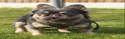 French Bulldog dogs for sale: FLUFFY FRENCH BULLDOGS LAST 2 - STUNNERS - Advert 10