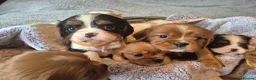 King Charles Spaniel dogs for sale: 6 beautiful king charles cavalier puppies - Advert 12