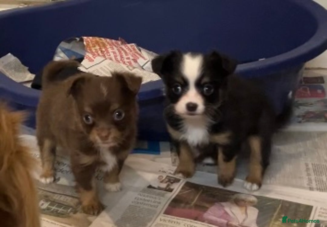 Chihuahua dogs for sale: Chihuahua puppies ready now - Advert 11