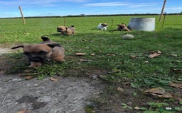 Jack Russell dogs for sale: Very smart Jack Russel puppies ♥️ - Image 2