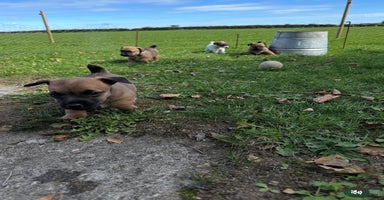 Jack Russell dogs - Advert 16