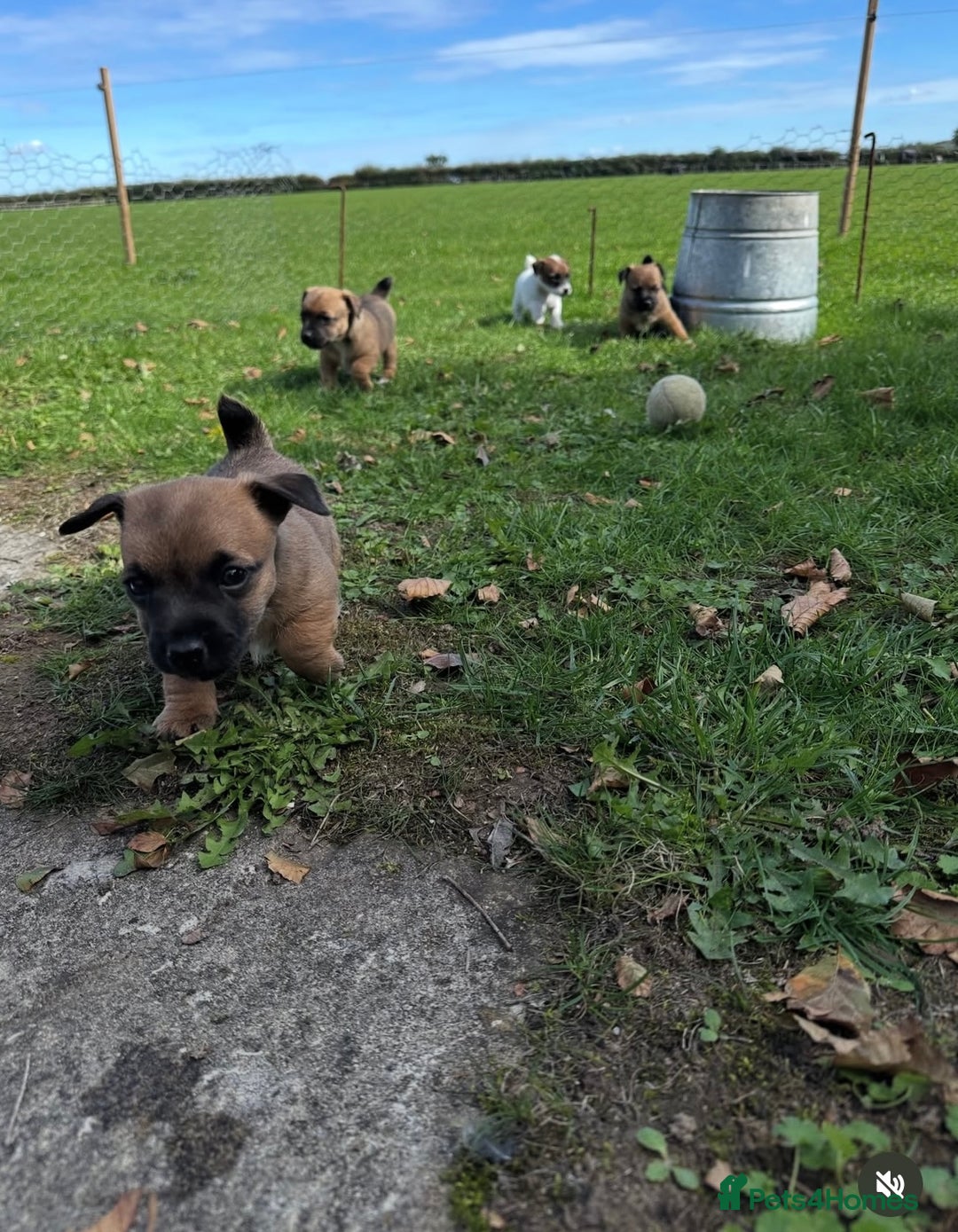Jack Russell dogs for sale: Very smart Jack Russel puppies ♥️ - Image 2