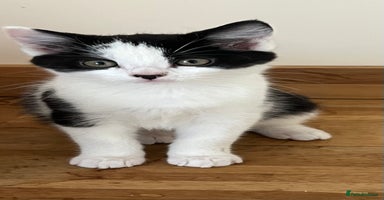 Domestic Shorthair cats - Advert 31