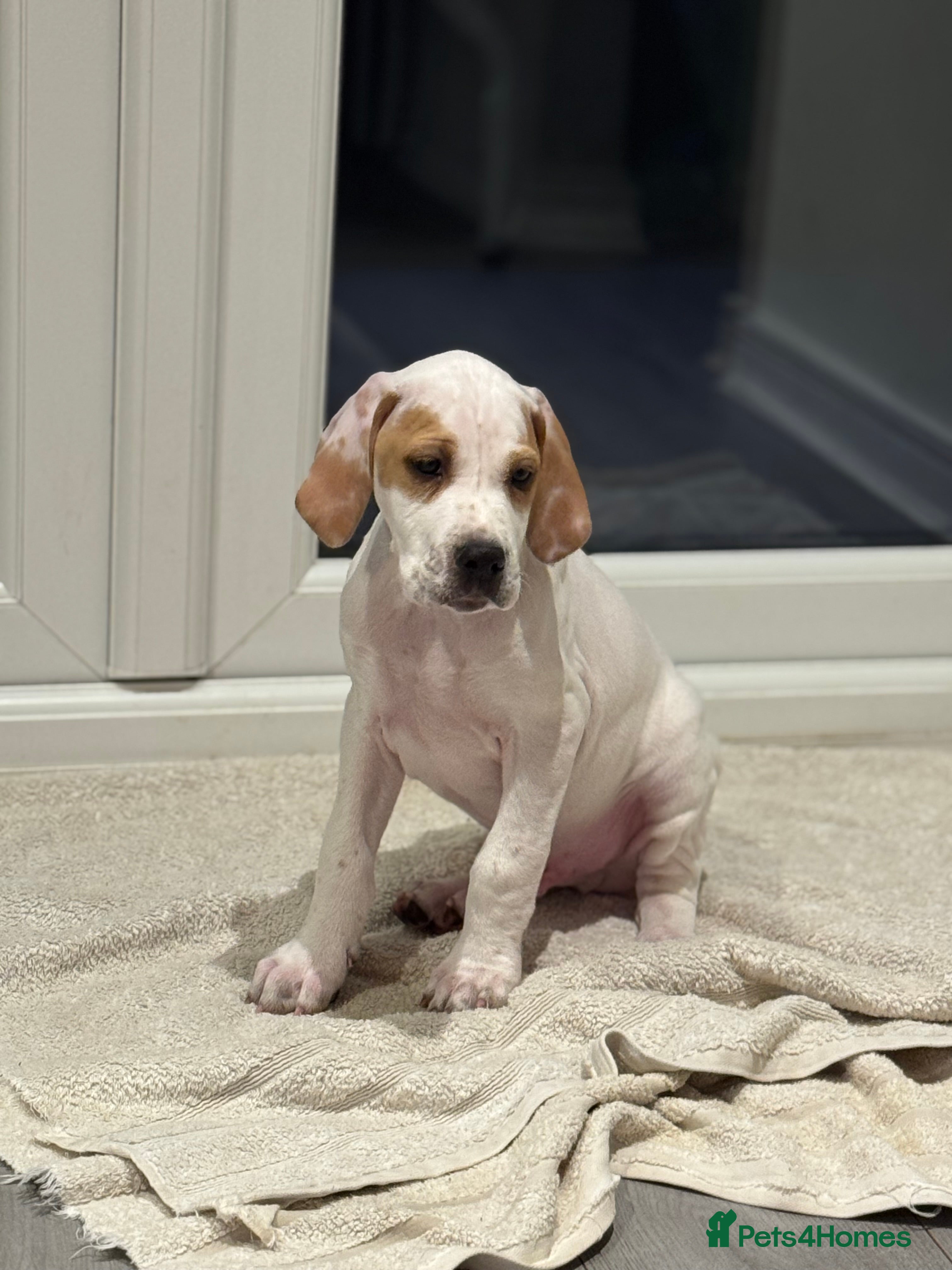 Pointer dogs Beautiful litter of Top Quality Pointer Puppies - Advert 1