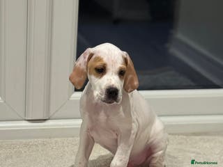 Pointer dogs Beautiful litter of Top Quality Pointer Puppies - Advert 1