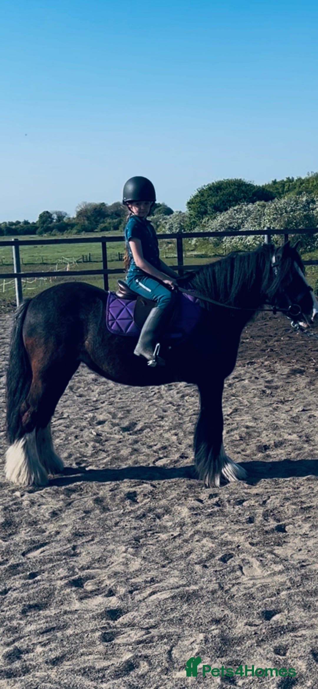 Irish Cob horses for sale: Beautiful traditional 9year old cob mare - Image 5