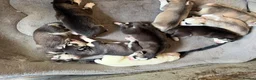Siberian Husky dogs for sale: Puppies Siberian Husky in London - Advert 12