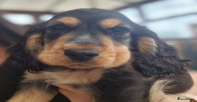 Cocker Spaniel dogs - Advert 8
