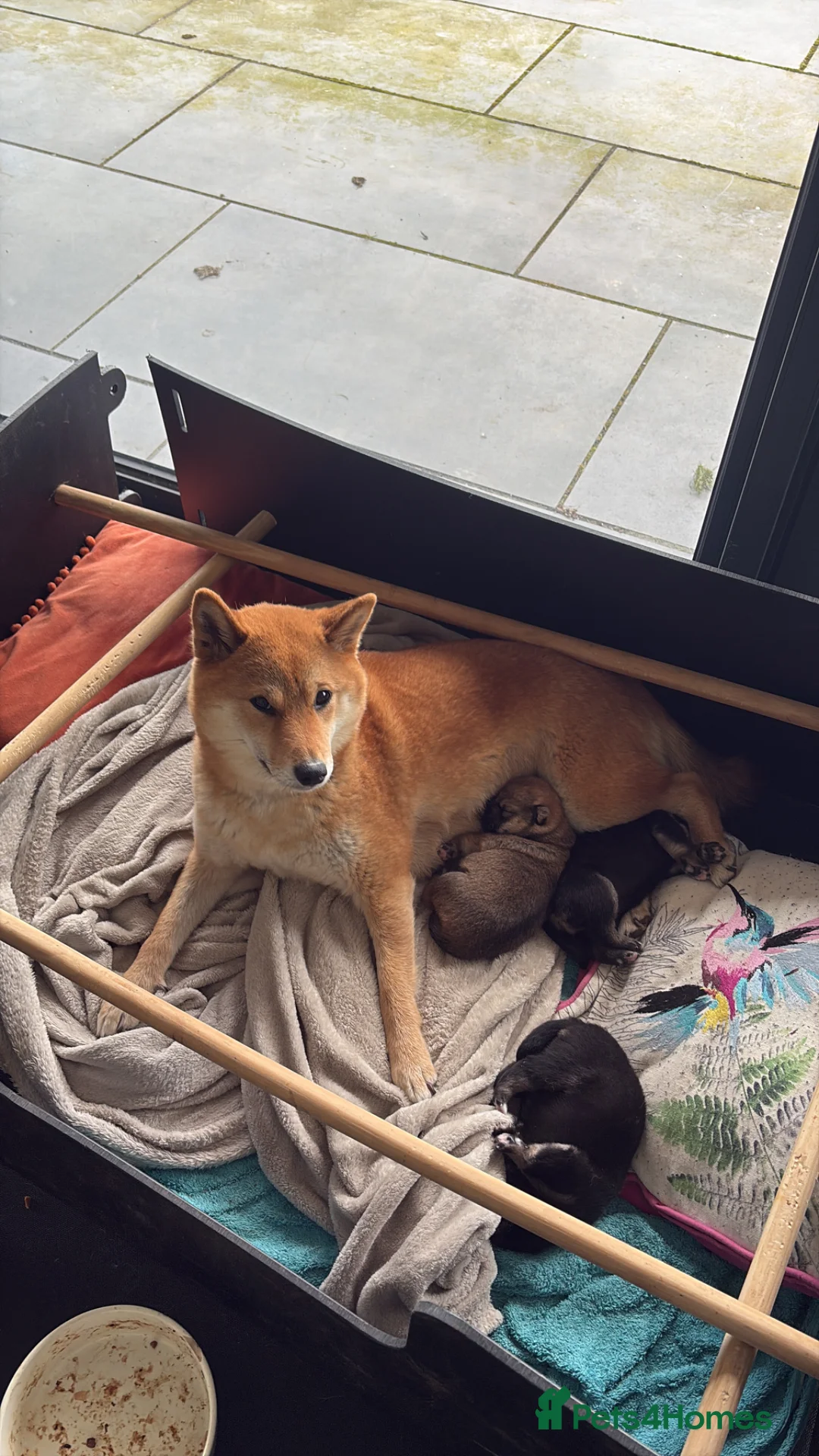 Japanese Shiba Inu dogs for sale: 3 beautiful Shiba puppies  - Advert 5