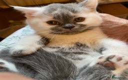 British Shorthair cats for sale: Fabulous mini Dad boy! GCCF IGrCh, GrCh & Ch lines - Image 6
