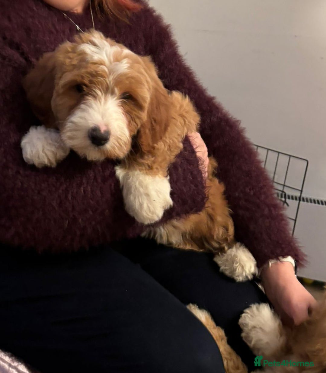 Australian Labradoodle dogs for sale: Australian Labradoodles for Sale - Advert 20