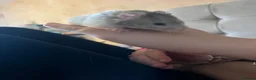 Hamster rodents for sale: Syrian Hamster for sale  in Burnley - Advert 4