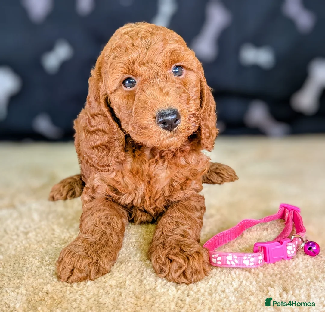 Cockapoo dogs for sale: 🐾 Stunning F1b Cockapoo Puppies. - Advert 13