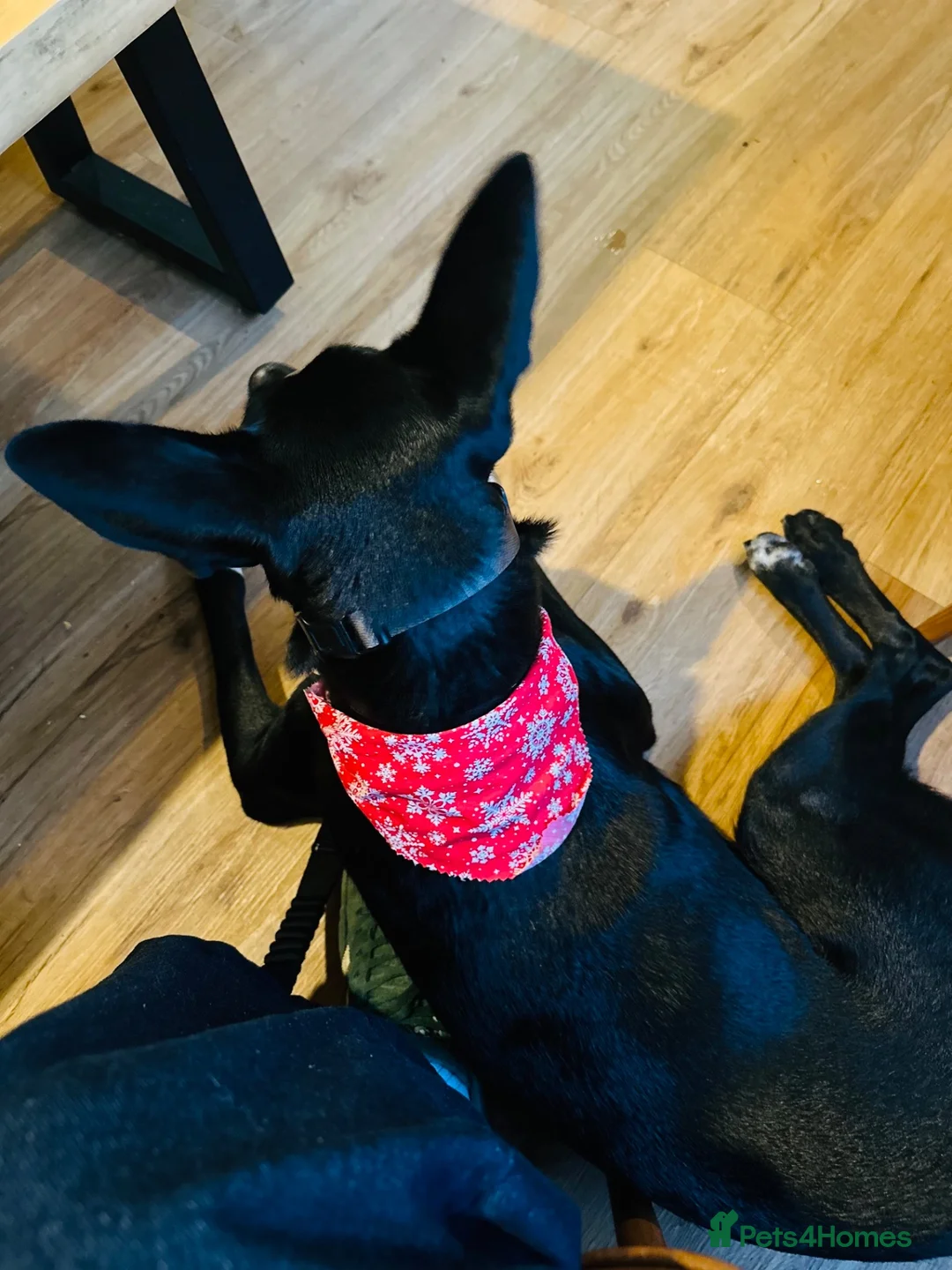 Mixed Breed dogs for stud: Our Polpetta Looking for a home  - Advert 5