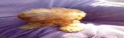 Cockapoo dogs for sale: 5 Cockapoo ready now liensed breeder  - Advert 5