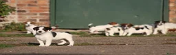 Jack Russell dogs for sale: Jack Russell Puppies for sale - Advert 12