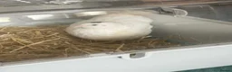 Quail poultry for sale: White Coturnix Quail Male in Tetbury - Advert 4