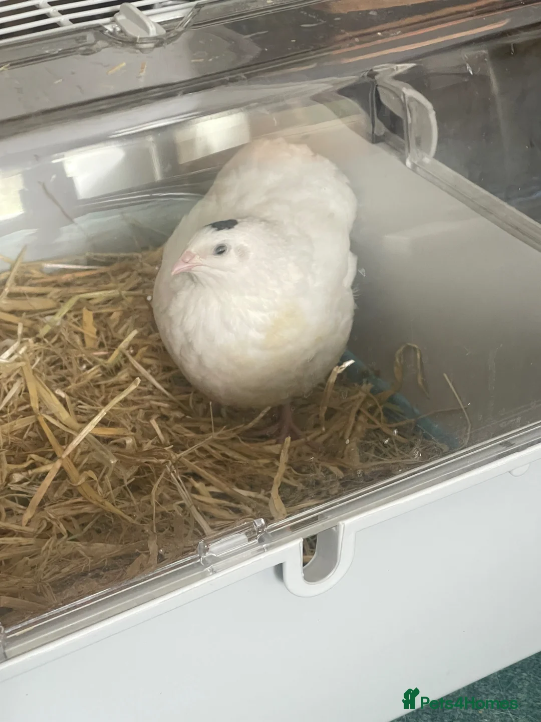 Quail poultry for sale: White Coturnix Quail Male in Tetbury - Advert 4