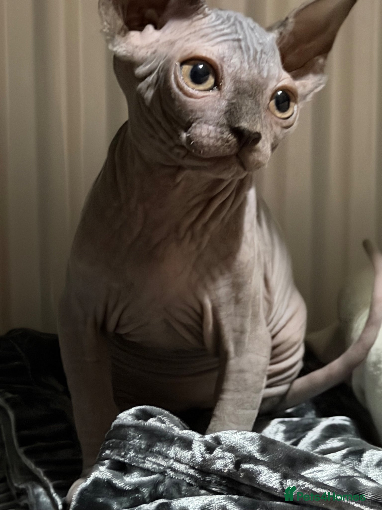 Sphynx cats Adorable sphynx girl  - Advert 1