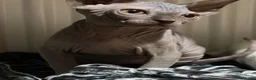 Sphynx cats for sale: Adorable sphynx girl  - Advert 1
