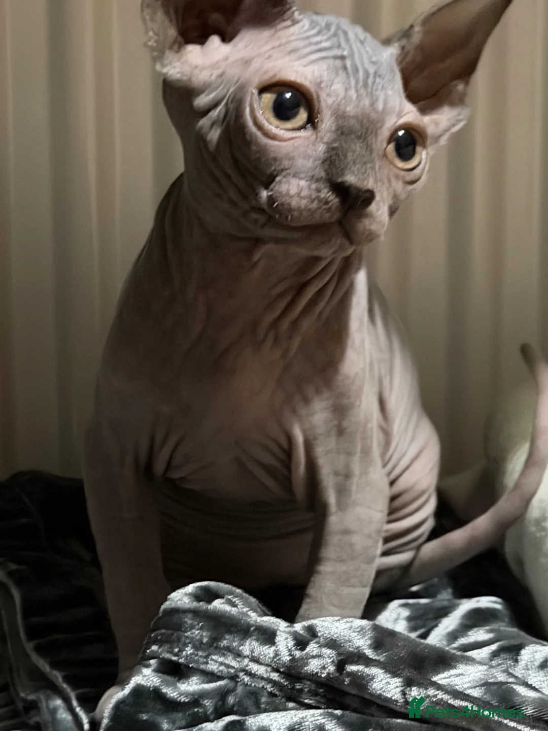 Sphynx cats for sale: Adorable sphynx girl  - Advert 1