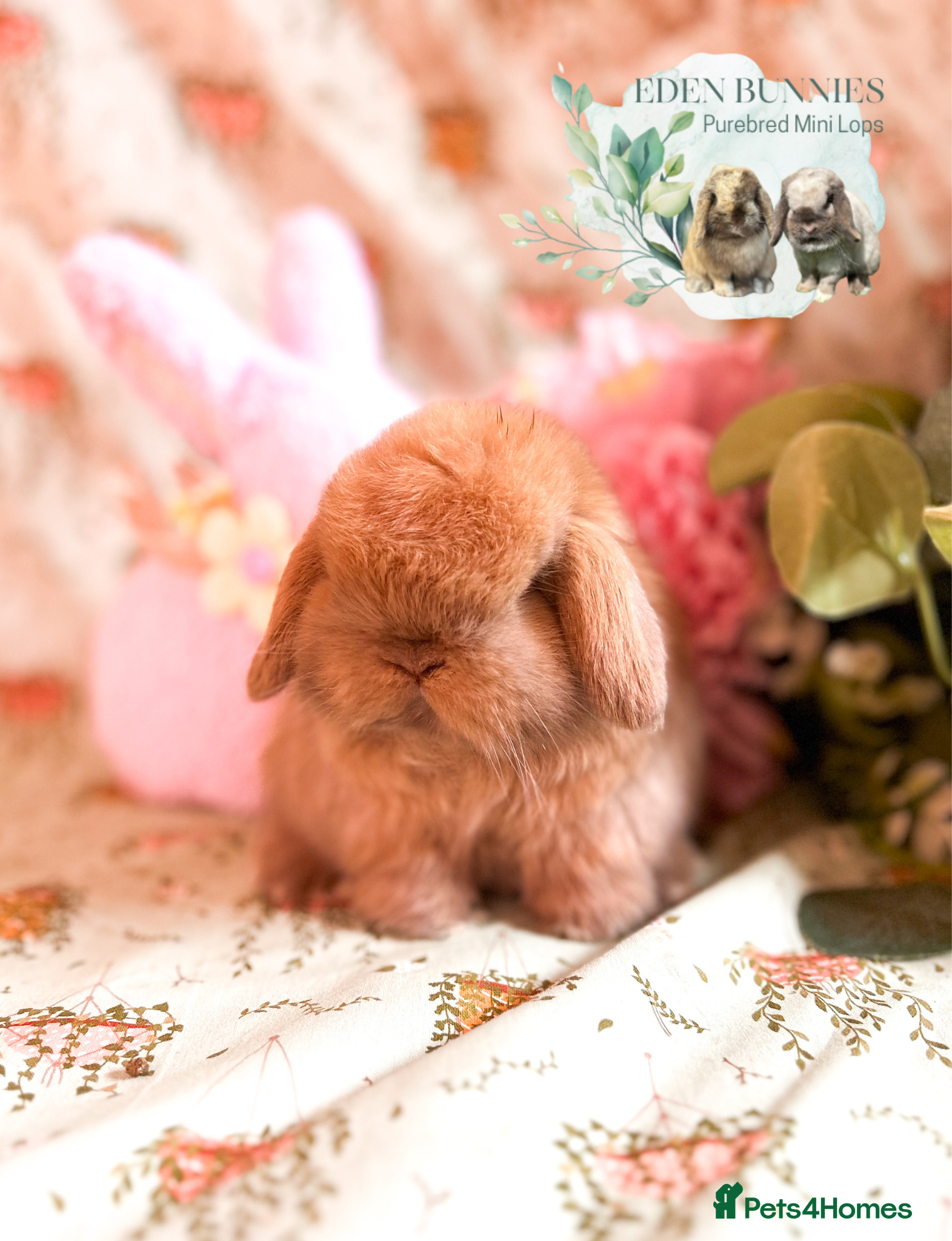 Mini Lop rabbits ⭐️ PUREBRED FRIENDLY MINI LOP BABY BUNNIES ⭐️ - Advert 16