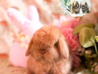 Mini Lop rabbits ⭐️ PUREBRED FRIENDLY MINI LOP BABY BUNNIES ⭐️ - Advert 16
