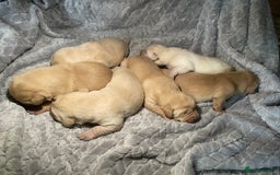 Labrador Retriever dogs for sale: Labrador pups full pedigree ready 22nd Dec - Image 16