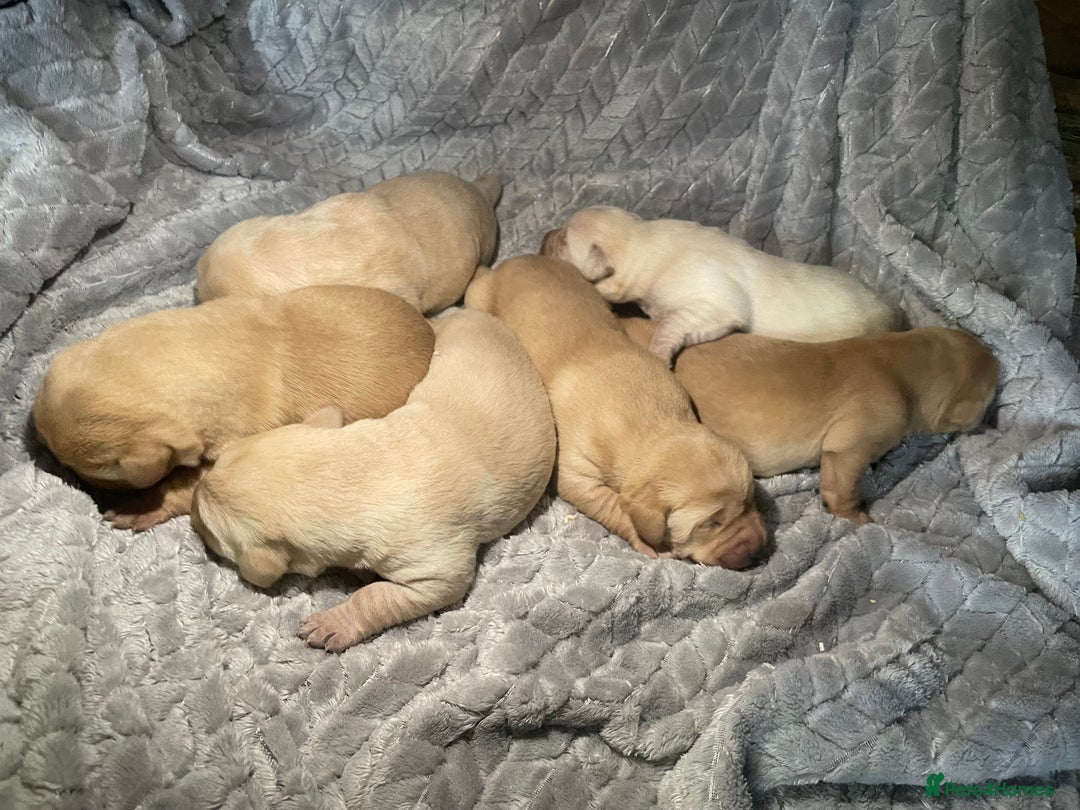 Labrador Retriever dogs for sale: Labrador pups full pedigree ready 22nd Dec - Image 16