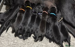 Labrador Retriever dogs for sale: Beautiful Pedigree Black Labrador Puppies - Image 1
